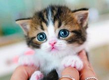 Nama Kucing Lucu Terbaru