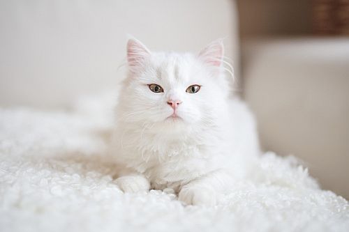 Nama Kucing Putih