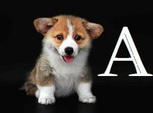 Nama anjing awalan huruf a