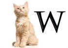 Nama kucing awalan huruf W