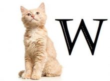 Nama kucing awalan huruf W