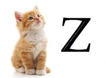 Nama kucing awalan huruf z