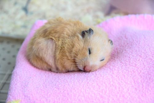 Foto hamster tidur