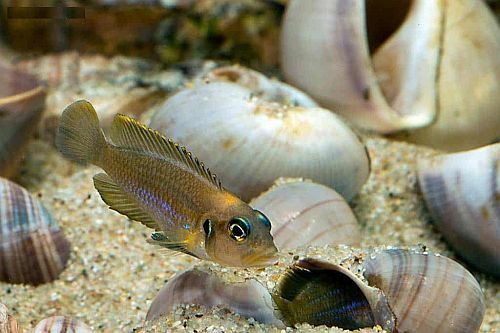 Gambar Ikan Lamprologus ocellatus