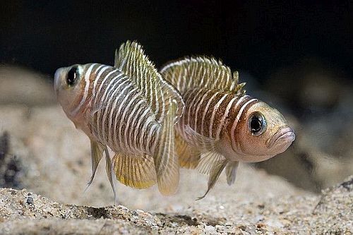 Gambar Ikan Neolamprologus similis