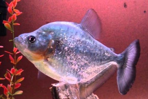 Gambar dan Harga Ikan Piranha Altuvei