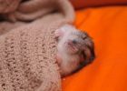 Gambar hamster lucu tidur