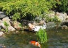 Ikan koi melompat dari kolam