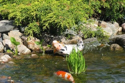 Ikan koi melompat dari kolam