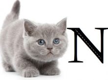Nama Kucing Awalan Huruf N