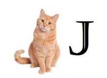 Nama Kucing Huruf J