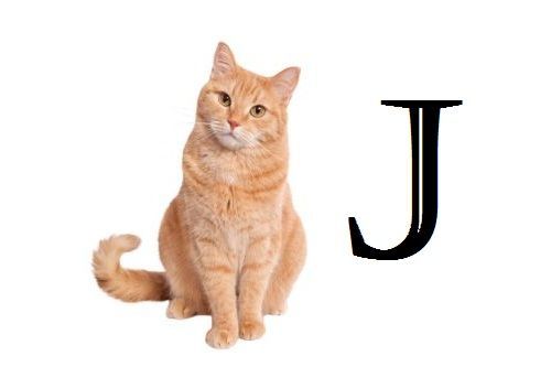 Nama Kucing Huruf J