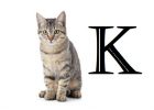 Nama Kucing Huruf K