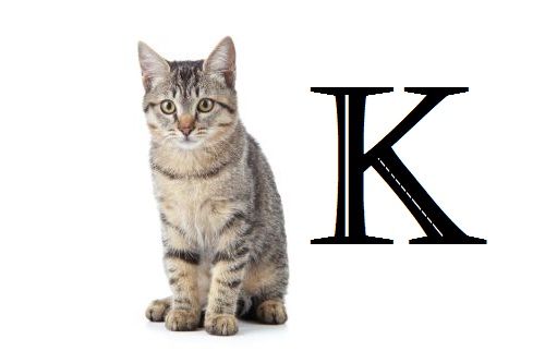 Nama Kucing Huruf K