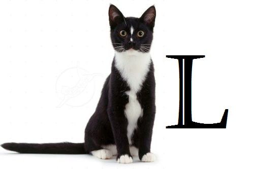 Nama Kucing Huruf L