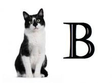 Nama Kucing Huruf B