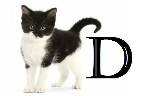 Nama Kucing Huruf D
