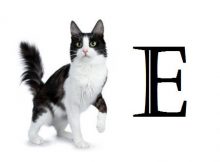 Nama kucing huruf e