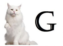 Nama Kucing Huruf G