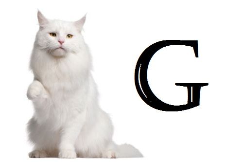 Nama Kucing Huruf G