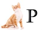 Nama Kucing Huruf P