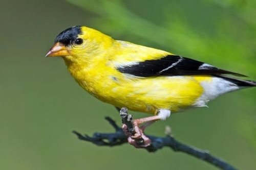 Burung Goldfinch Amerika
