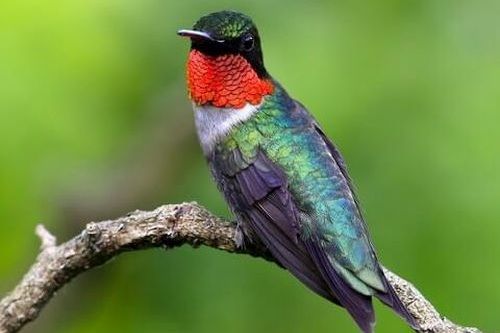 Burung Kolibri Berleher Rubi