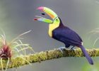 Burung Paruh Indah Warna Warni