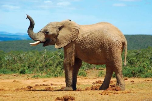 Hewan Berbelalai Gajah