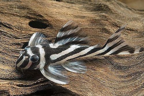 Ikan zebra pleco murah