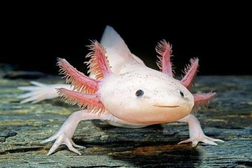 Jenis Ikan Berkaki Axolotl