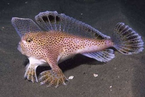 Jenis Ikan Berkaki Handfish