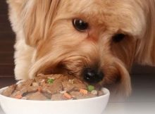 Anjing makan makanan basah