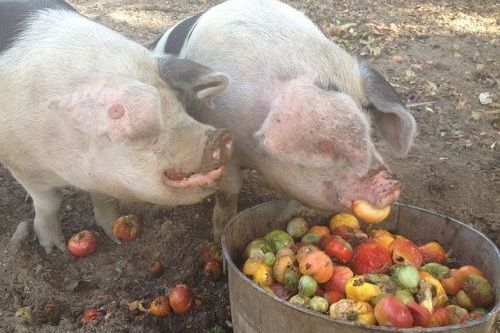 Babi makan tomat
