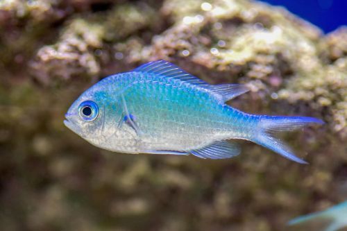 Gambar dan Harga Ikan Blue Green Chromis