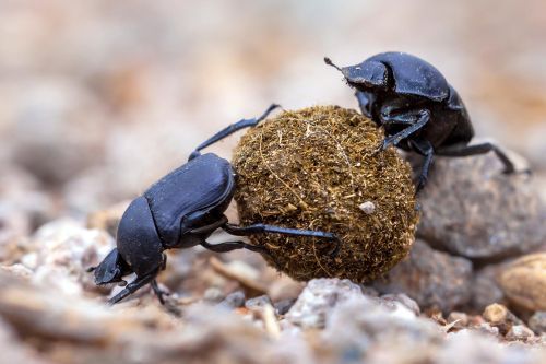 Hewan Terkuat Kumbang Kotoran
