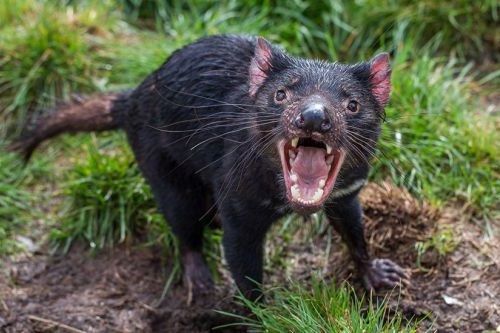 Hewan Terkuat Tasmanian Devil