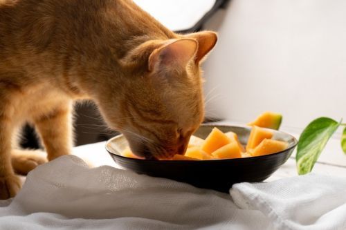 Kucing Makan Mangga