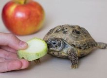 Kura-kura makan apel
