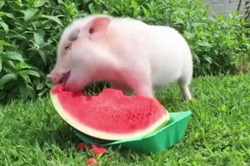 Semangka untuk babi