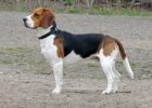 Gambar anjing beagle