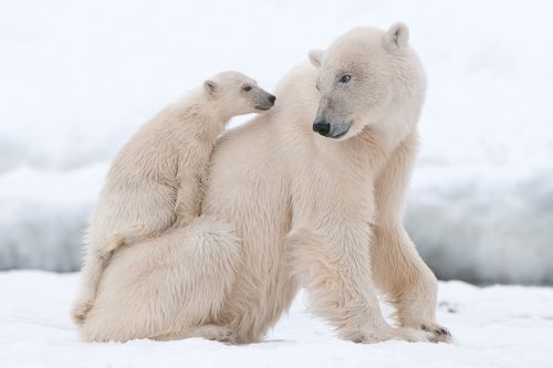 Gambar beruang salju
