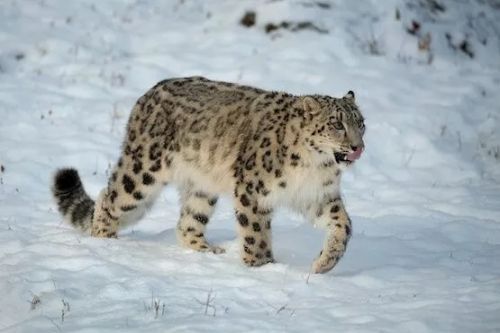 Gambar macan tutul salju