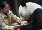 Panda tertua di dunia