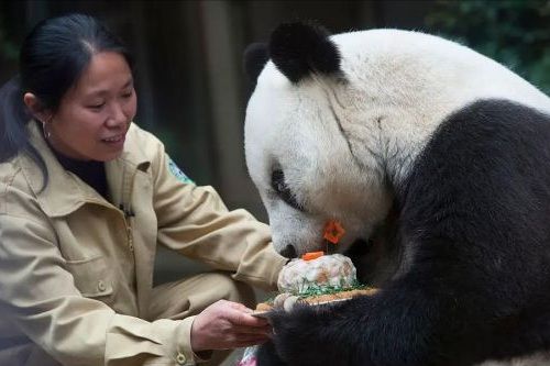 Panda tertua di dunia