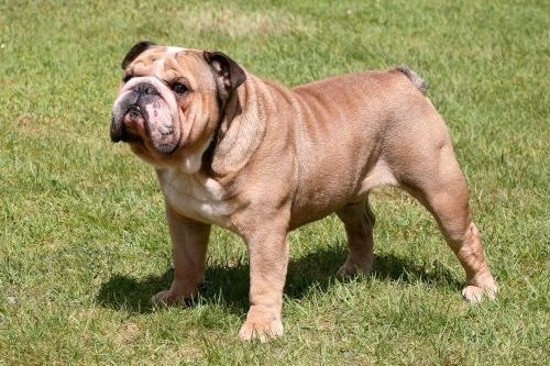 Anjing English Bulldog Lucu