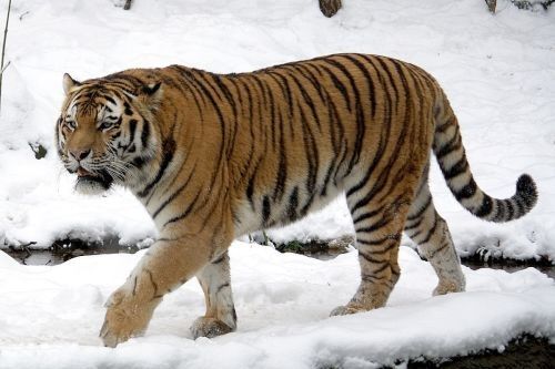 Foto Harimau Siberia 2