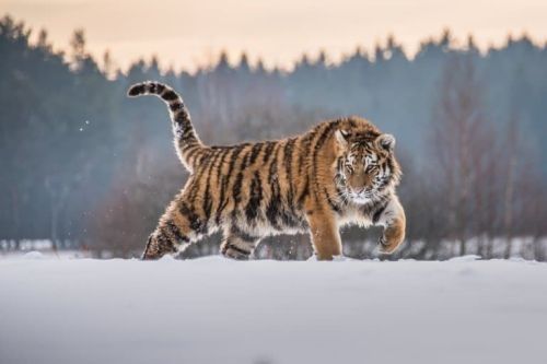 Foto Harimau Siberia 3