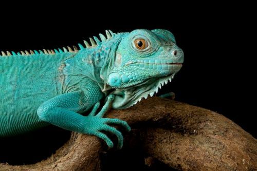 Gambar Iguana Biru