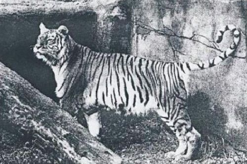 Harimau Bali
